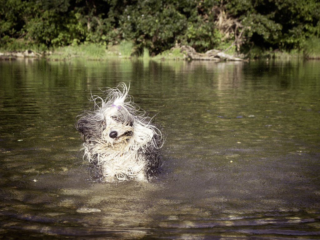 sheltie dry flaky skin