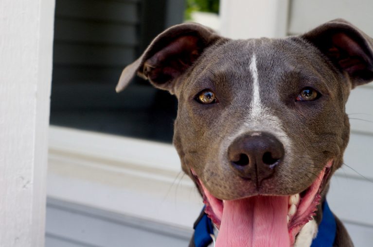 Best Brush for American Bulldog [2023 ] My Pets Guide