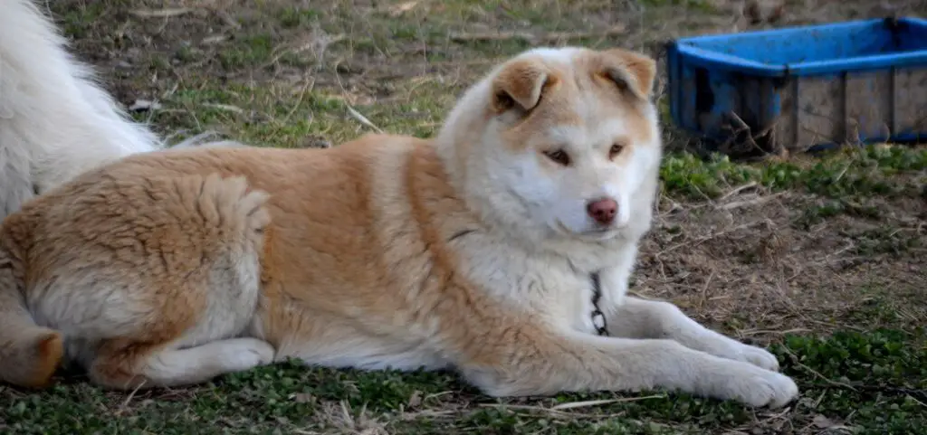 How to Stop My Dog From Shedding