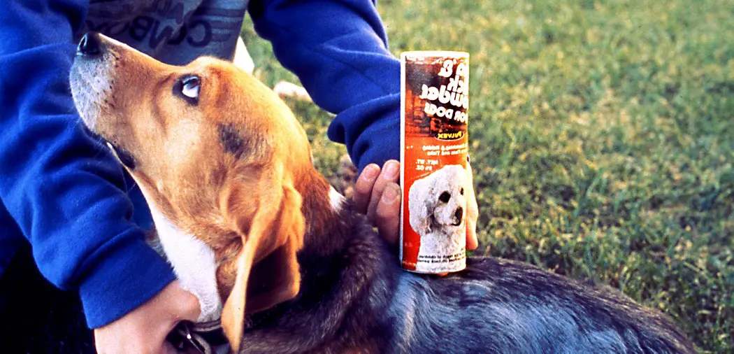 Pet beagle depicted here was being treated with a flea and tick