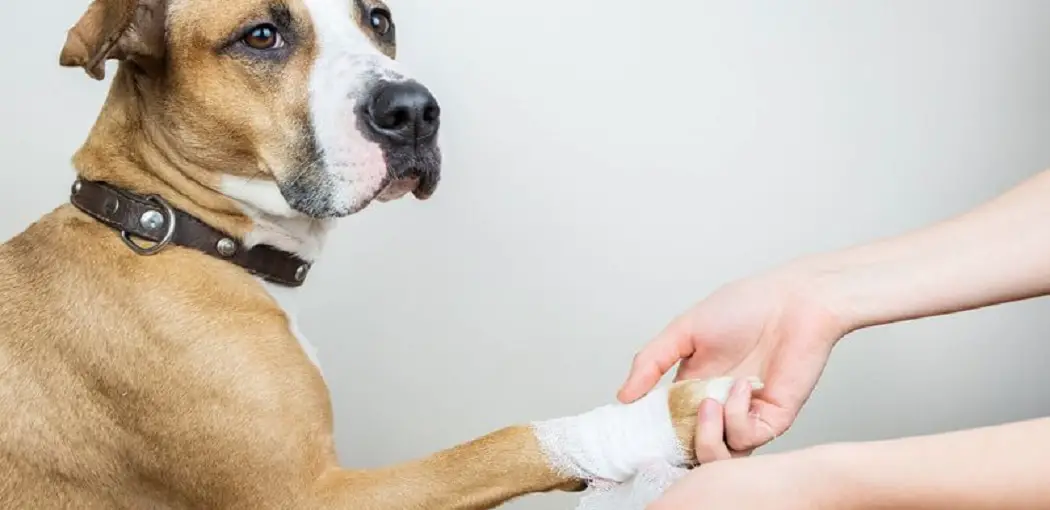 Can You Use Human Liquid Bandage on A Dog
