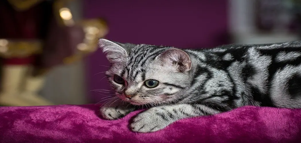 Can You Wash a Cat With Baby Shampoo?