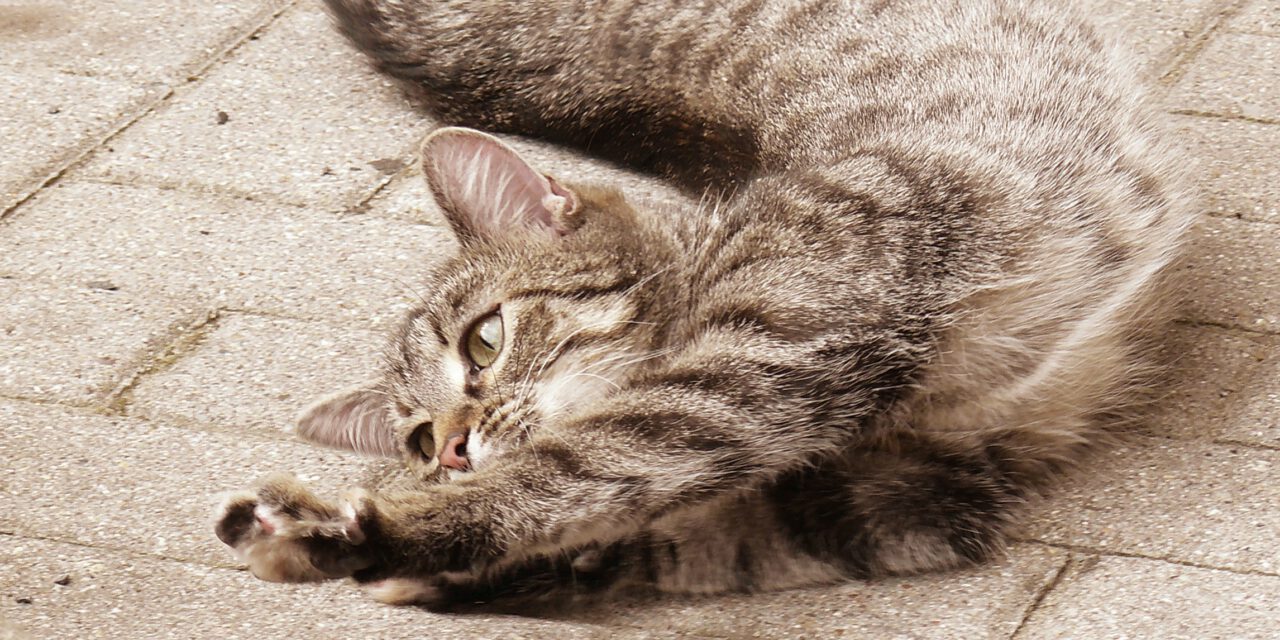 Cat Skin Problems Home Remedies (Update 2020) Your Pets Guide