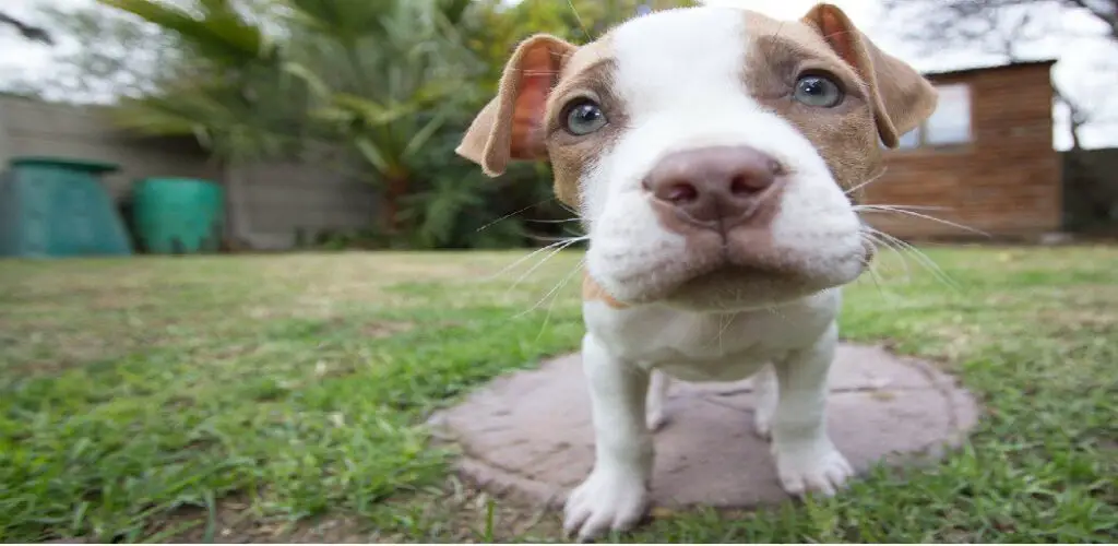 Pitbulls are one of the most common dog breeds which are used in shelter