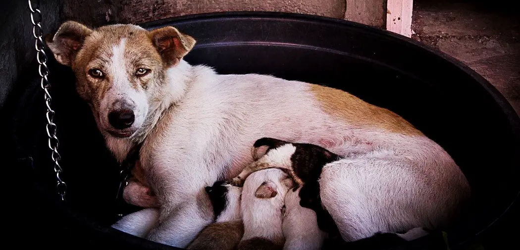 How Do I Know If My Dog is Producing Enough Milk for Her Puppies