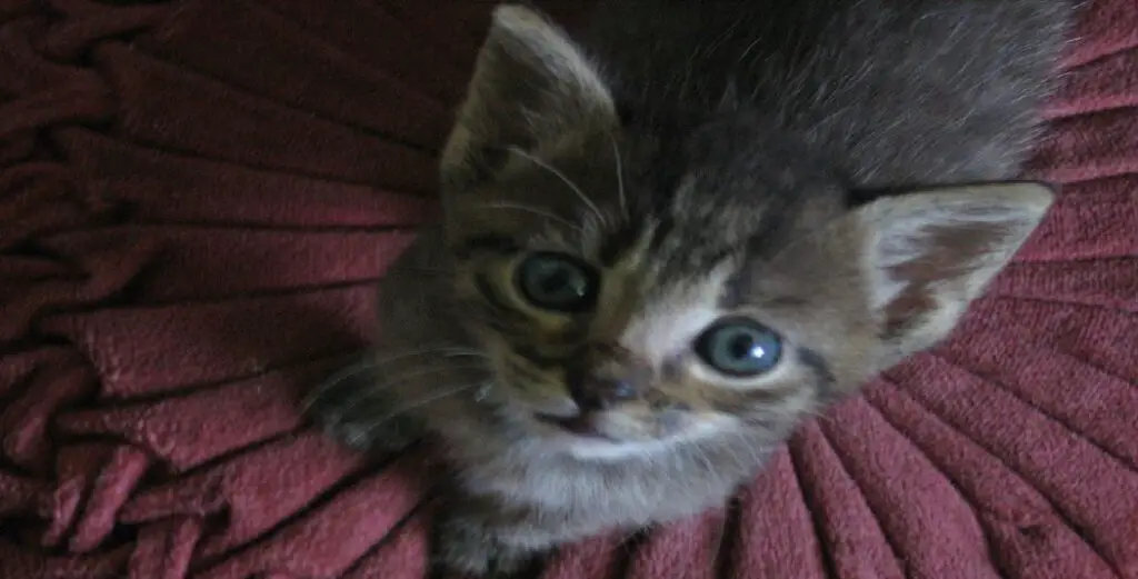 How Much Should A Kitten Weigh at 6 Months