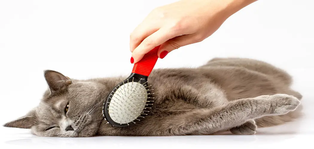 How to Brush a Cat That Doesn't Want to Be Brushed
