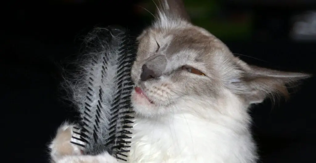 How to Brush a Cat That Hates Being Brushed
