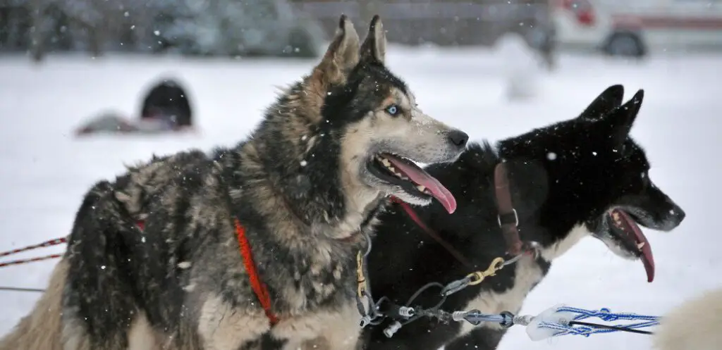 How to Control Husky Shedding