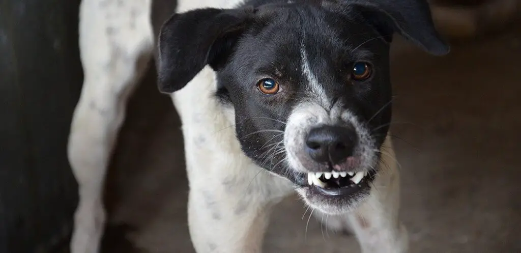 How to Deal with Neighbors Aggressive Dog