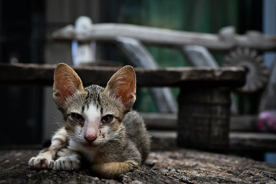 What To Feed A Malnourished Kitten Www Neurosurgeondrapoorva Com