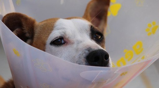 How to Keep a Dog From Scratching a Wound - (Update:2023)