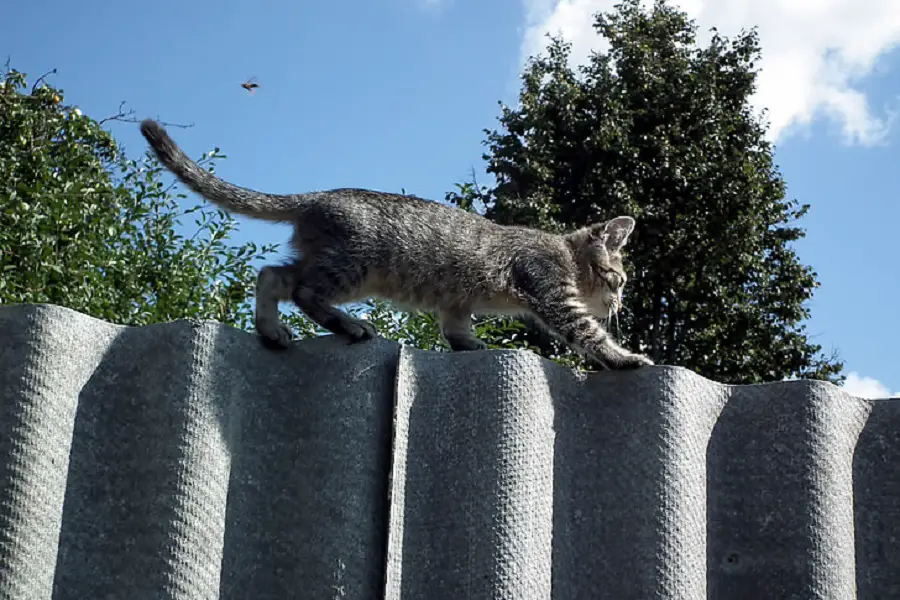 How to Stop Cats Walking on Fence