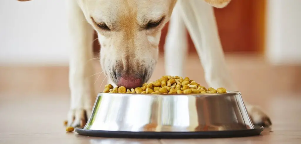 How to Stop Dog From Eating Other Dog’s Food