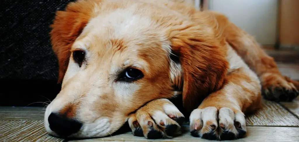 How to Stop Dog From Tearing Up Carpet