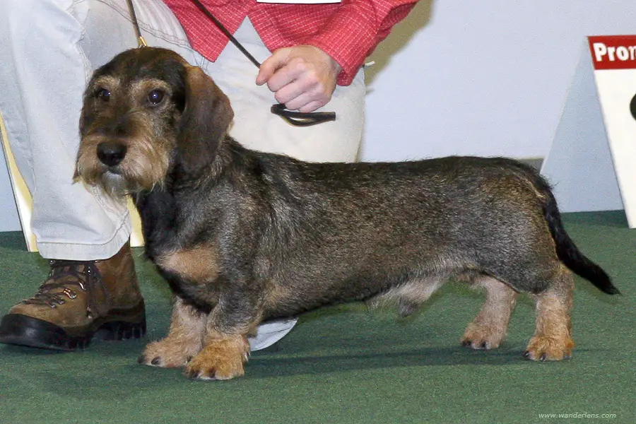 How to Trim a Long Haired Dachshund