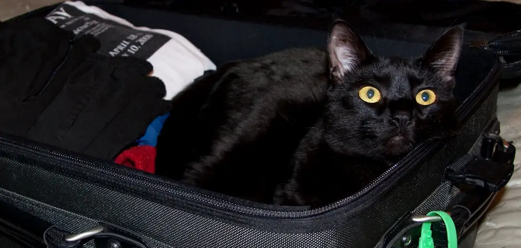 Medicine to Calm Cats for Travel