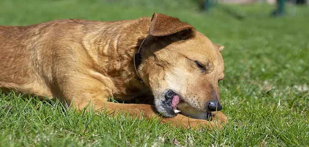 What Happens if a Dog Eats Butter?