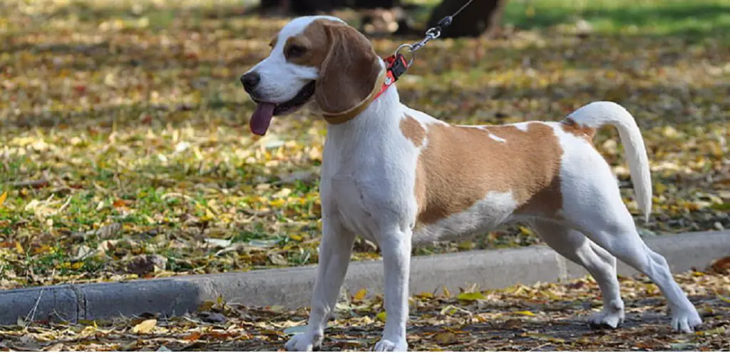 Why Do Beagles Eat Poop