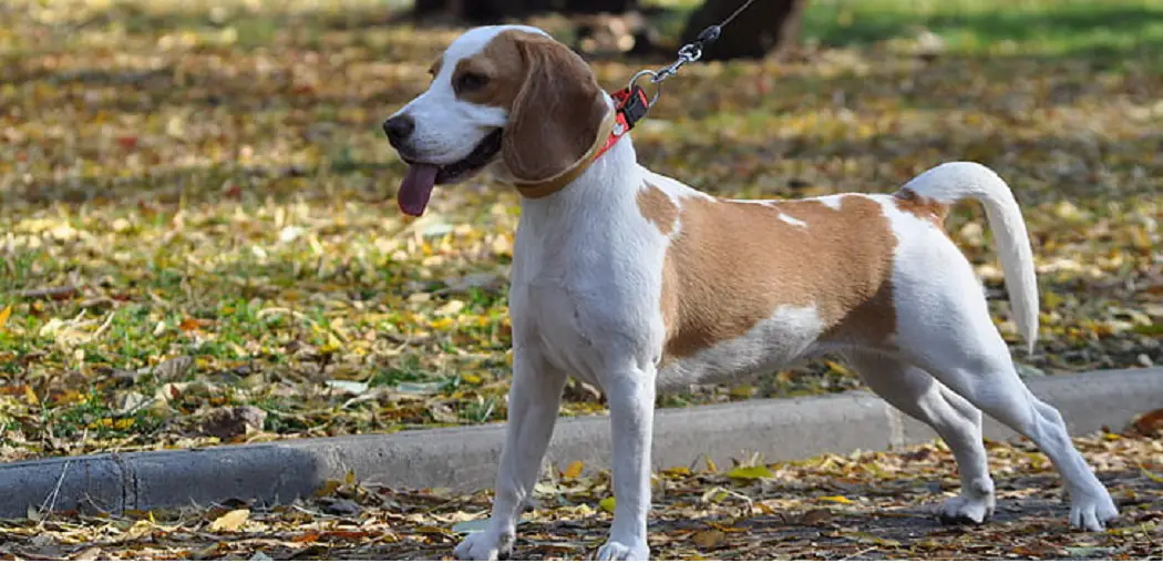 Why Do Beagles Eat Poop