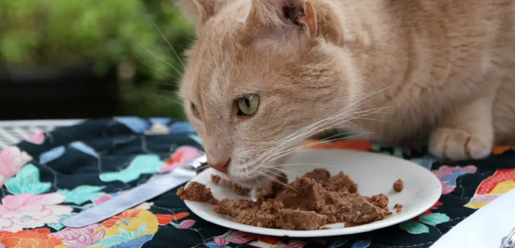 Why Do Cats Want You to Walk Them to Their Food?