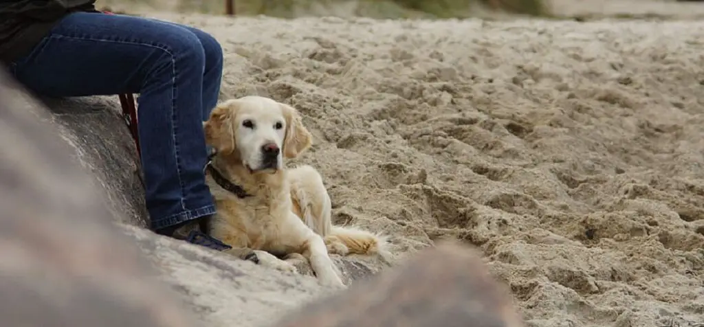 Why Do Dogs Like Butt Scratches