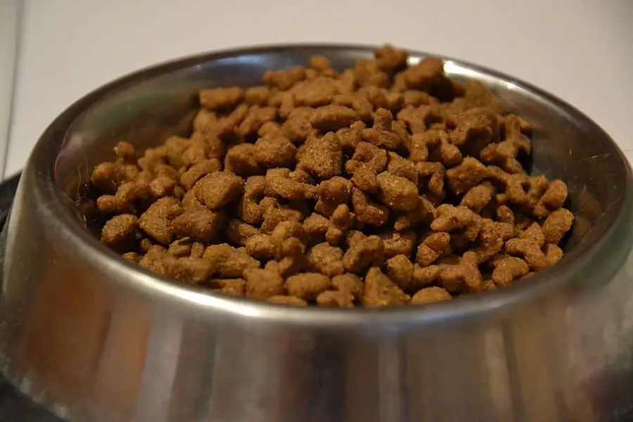 Why Does Dog Food Taste Bad