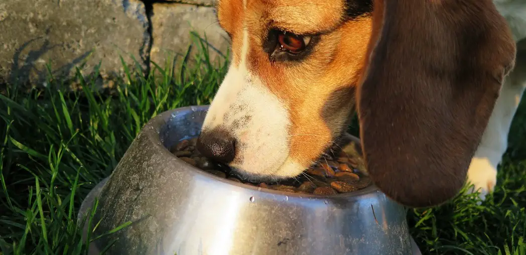 how much to feed a beagle puppy