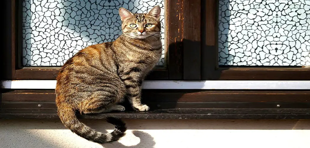 How to Stop Cat From Scratching Door Frames