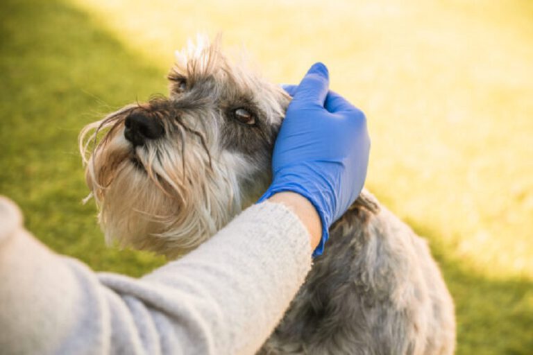 Why Does My Dog Prefer My Husband My Pets Guide
