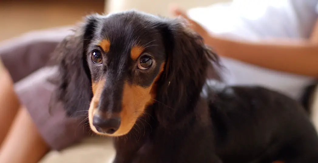 How to Groom a Long Haired Dachshund
