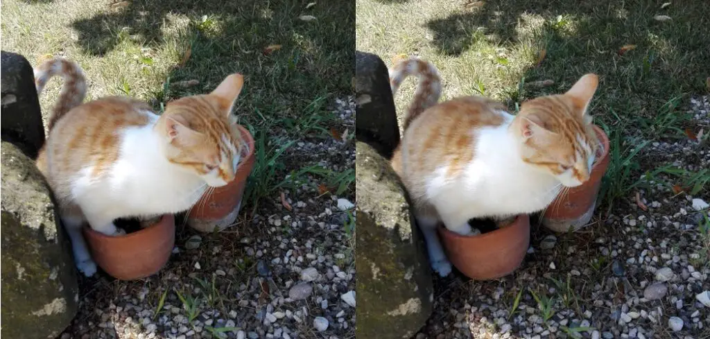 How to Keep Cats from Pooping in House Plants