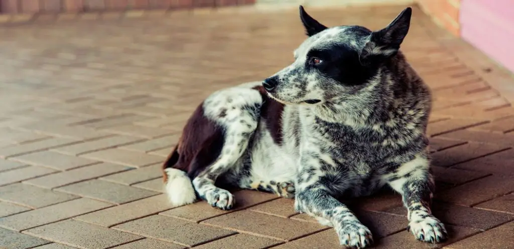 How to Stop Dog from Scratching Wound