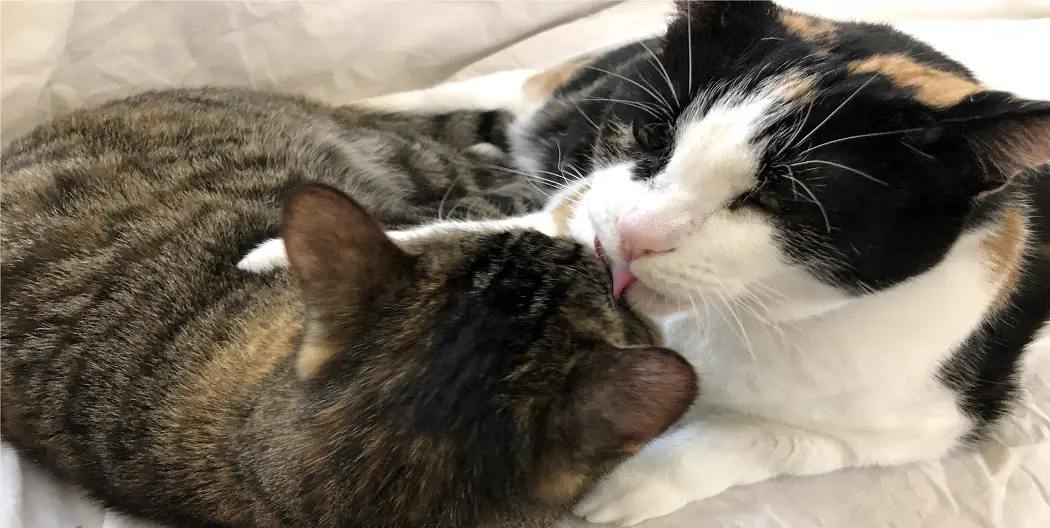 Why Do Cats Lick Each Other Ears