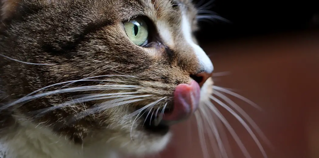 Why Do Cats Smack Their Lips