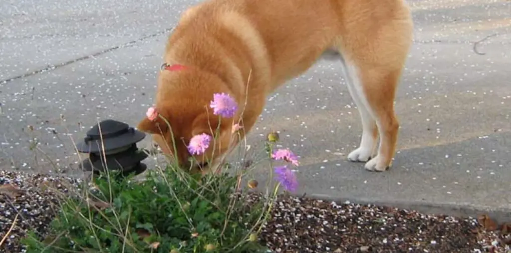 Why Do Dogs Eat Chicken Poop