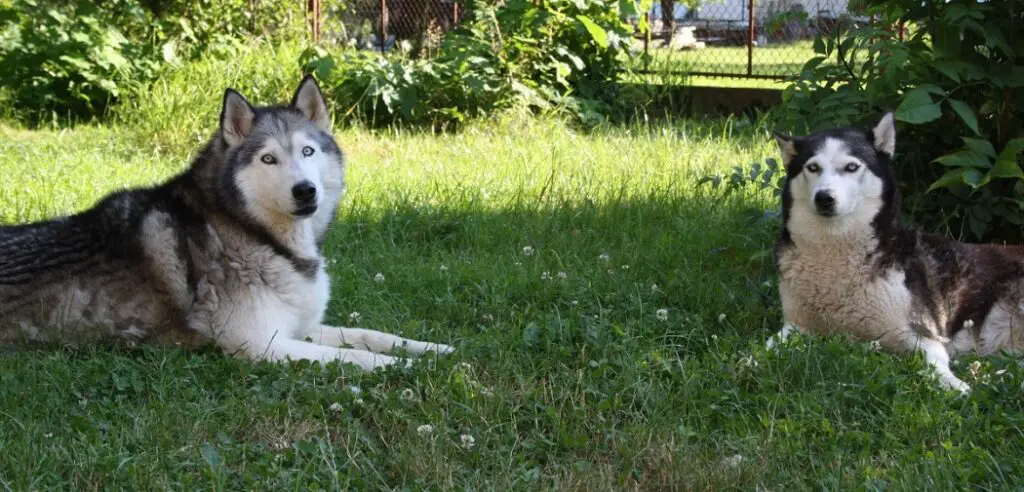 Are Huskies Okay in Hot Weather?