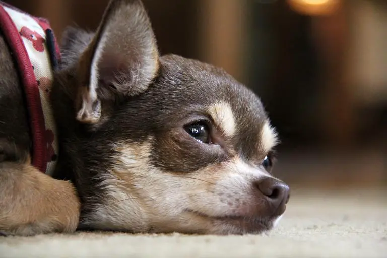 Chihuahuas Cry Tears Health Reasons