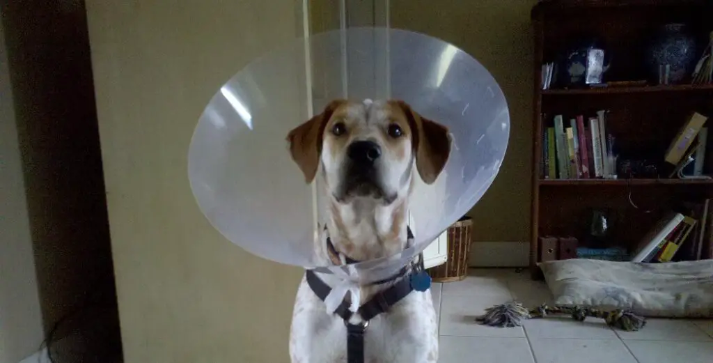 How Long Should A Dog Wear A Cone After Surgery