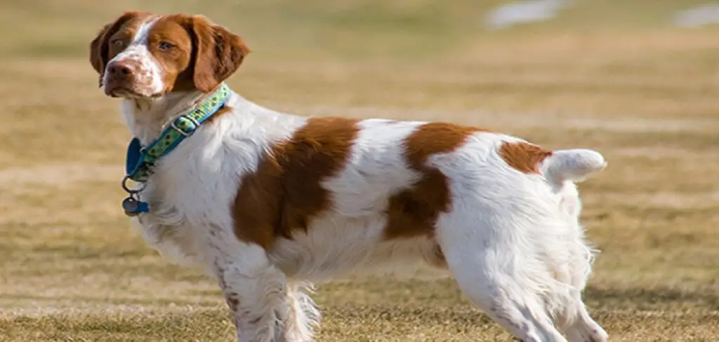 How To Stop Your Rottweiler From Shedding