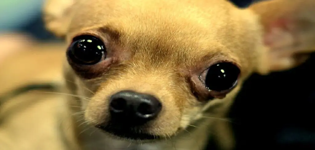Why Do Chihuahuas Cry Tears