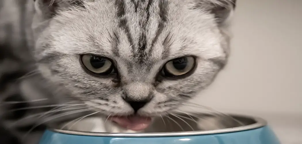 Best Cat Food for Older Cats That Vomit