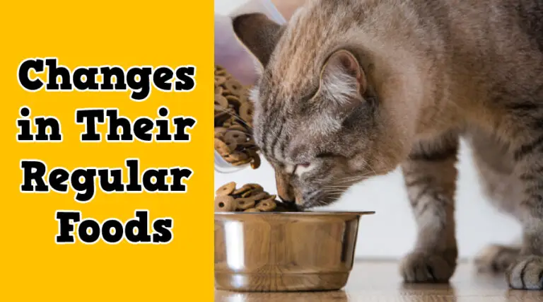 Why Is My Cat Throwing Up Undigested Food? (2021) Your Pets Guide