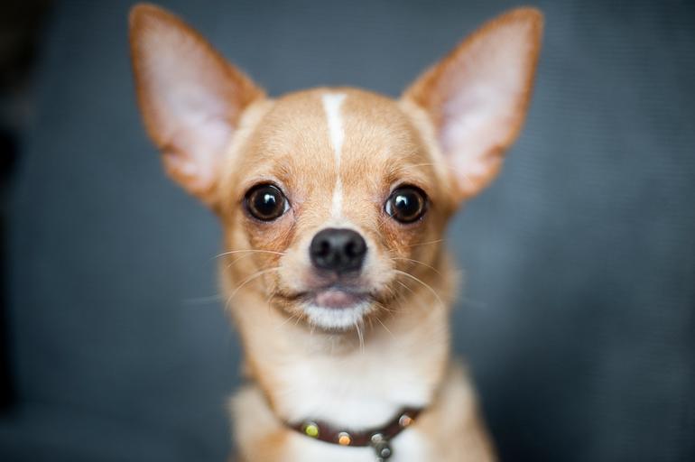 Chihuahuas Teeth