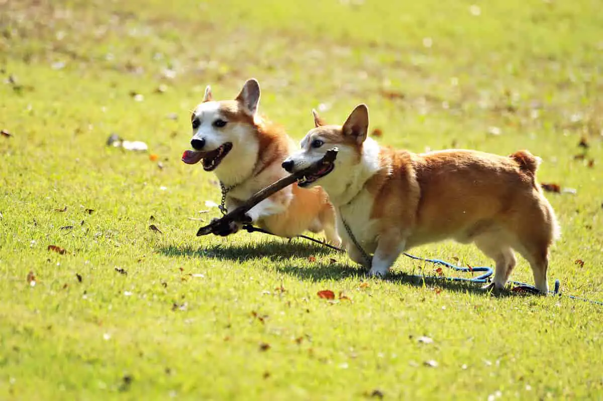 Do Corgis Need a Lot of Exercise