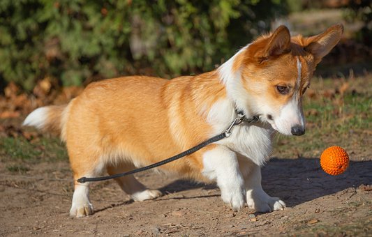 Do Corgis Need a Lot of Exercise