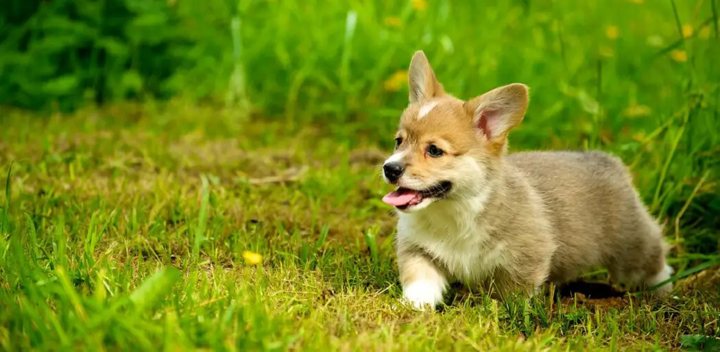 Do Corgis Need a Lot of Exercise