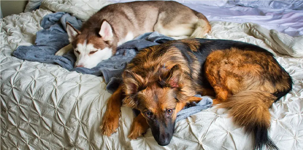 Do Huskies and German Shepherds Get Along