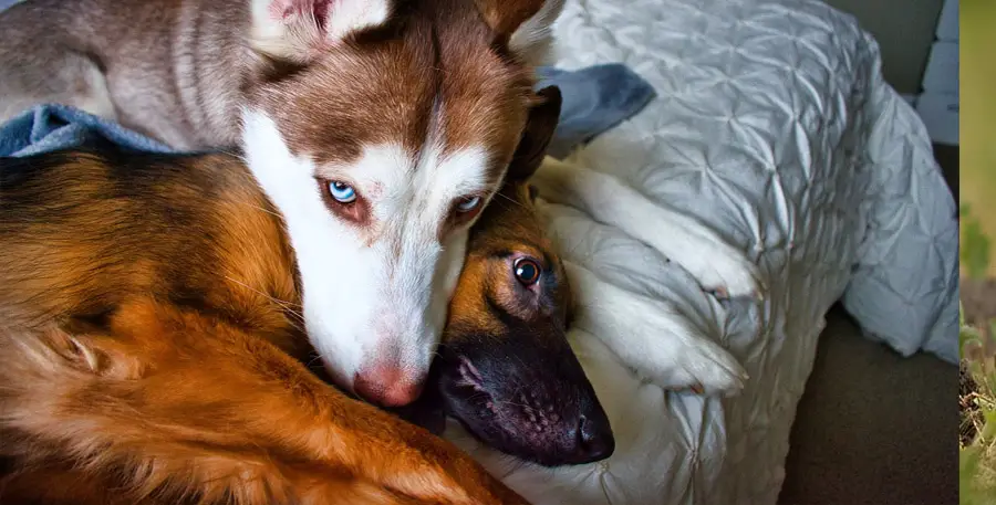 Do Huskies and German Shepherds Get Along