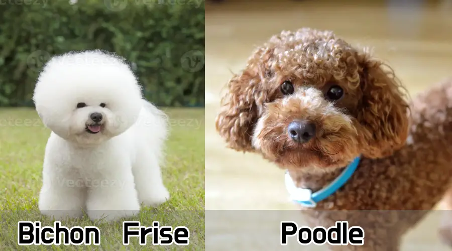 Poodle and Bichon Frise